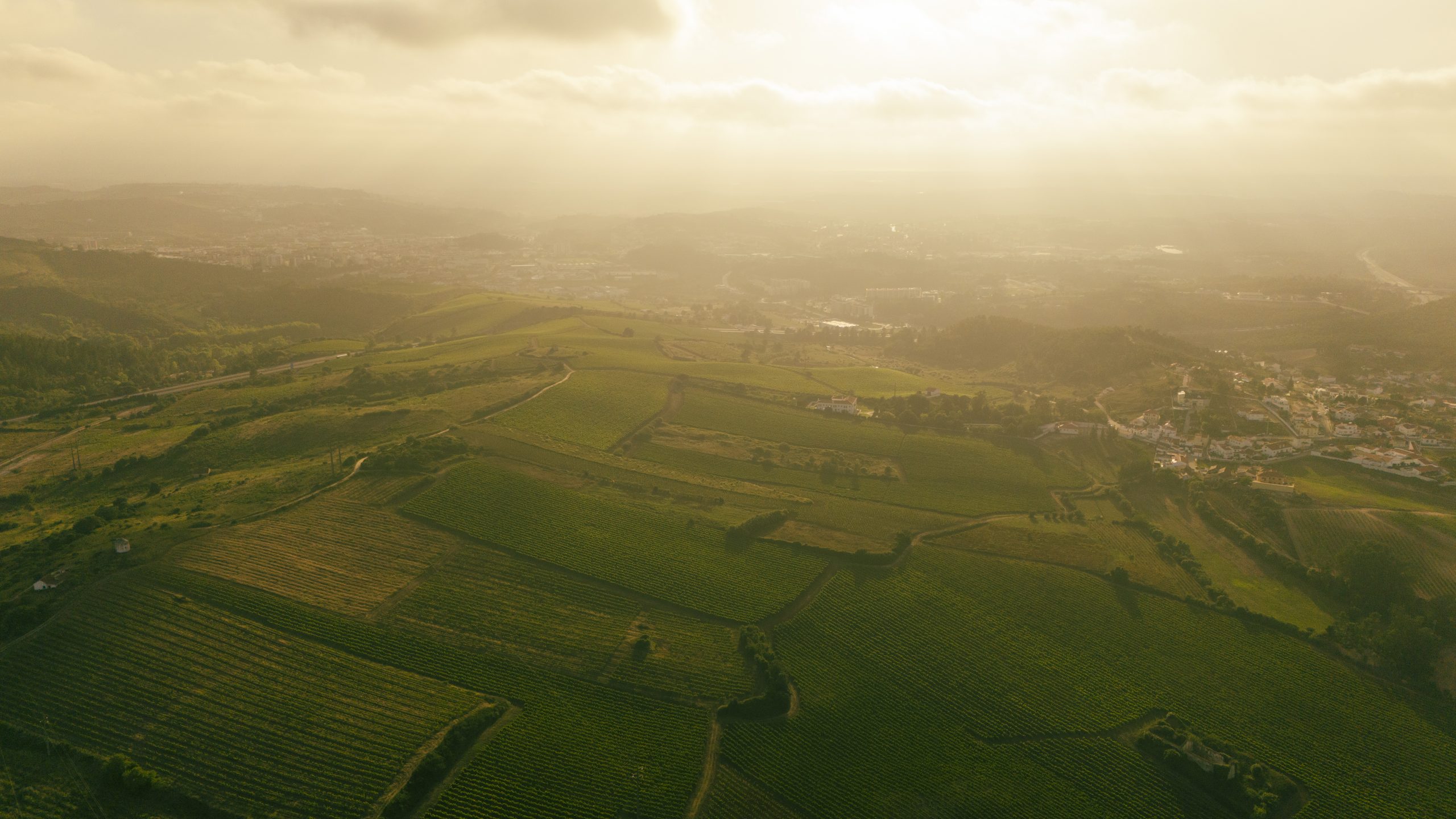sessão fotográfica em Torres Vedras - vinha
